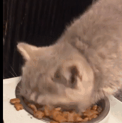 猫会放屁吗(猫知道自己放屁臭吗)