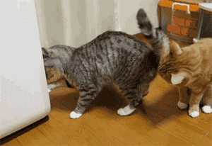 猫会放屁吗(猫知道自己放屁臭吗)