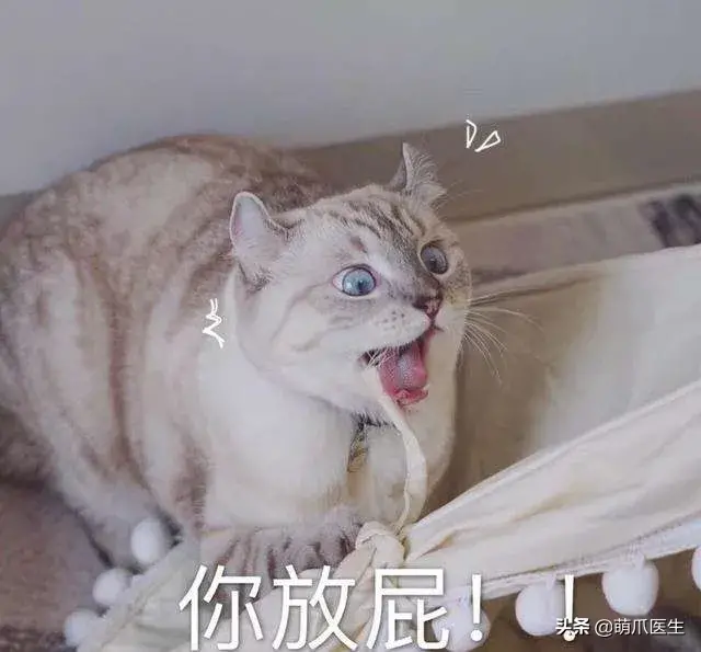 猫会放屁吗(猫知道自己放屁臭吗)