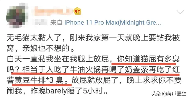 猫会放屁吗(猫知道自己放屁臭吗)