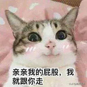 猫会放屁吗(猫知道自己放屁臭吗)