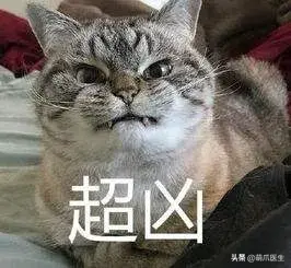 猫会放屁吗(猫知道自己放屁臭吗)