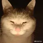 猫会放屁吗(猫知道自己放屁臭吗)