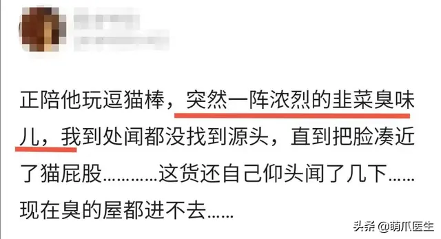 猫会放屁吗(猫知道自己放屁臭吗)