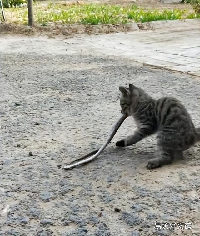 玄猫多少钱一只(玄猫的价钱)