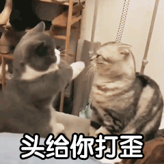 玄猫多少钱一只(玄猫的价钱)