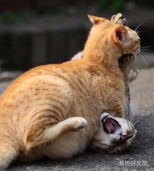 玄猫多少钱一只(玄猫的价钱)