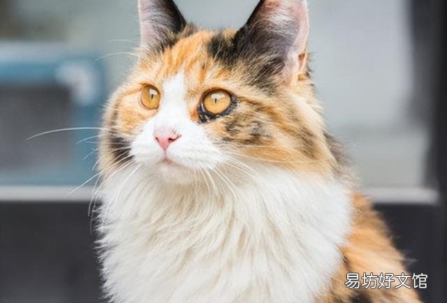 玄猫多少钱一只(玄猫的价钱)