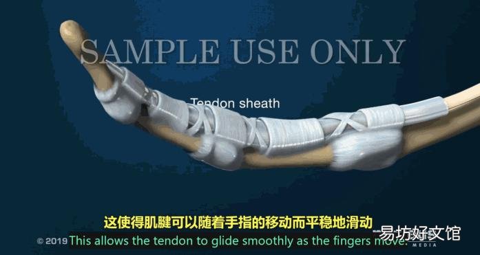 「逃过」能逃过腱鞘炎的年轻人，已经不多了