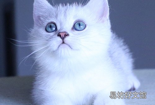 湖北正规猫舍波斯猫价格如何?
