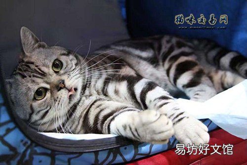 湖北正规猫舍波斯猫价格如何?