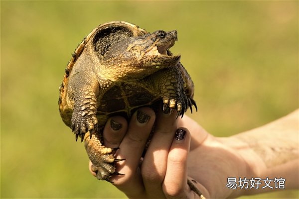 上海街头现外来物种鳄龟：攻击性强 在我国没天敌