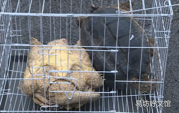 上海街头现外来物种鳄龟：攻击性强 在我国没天敌