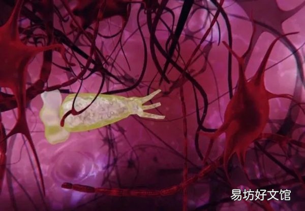 现实版三尸脑神丹?罕见食脑虫蔓延国 154人感染4人存活